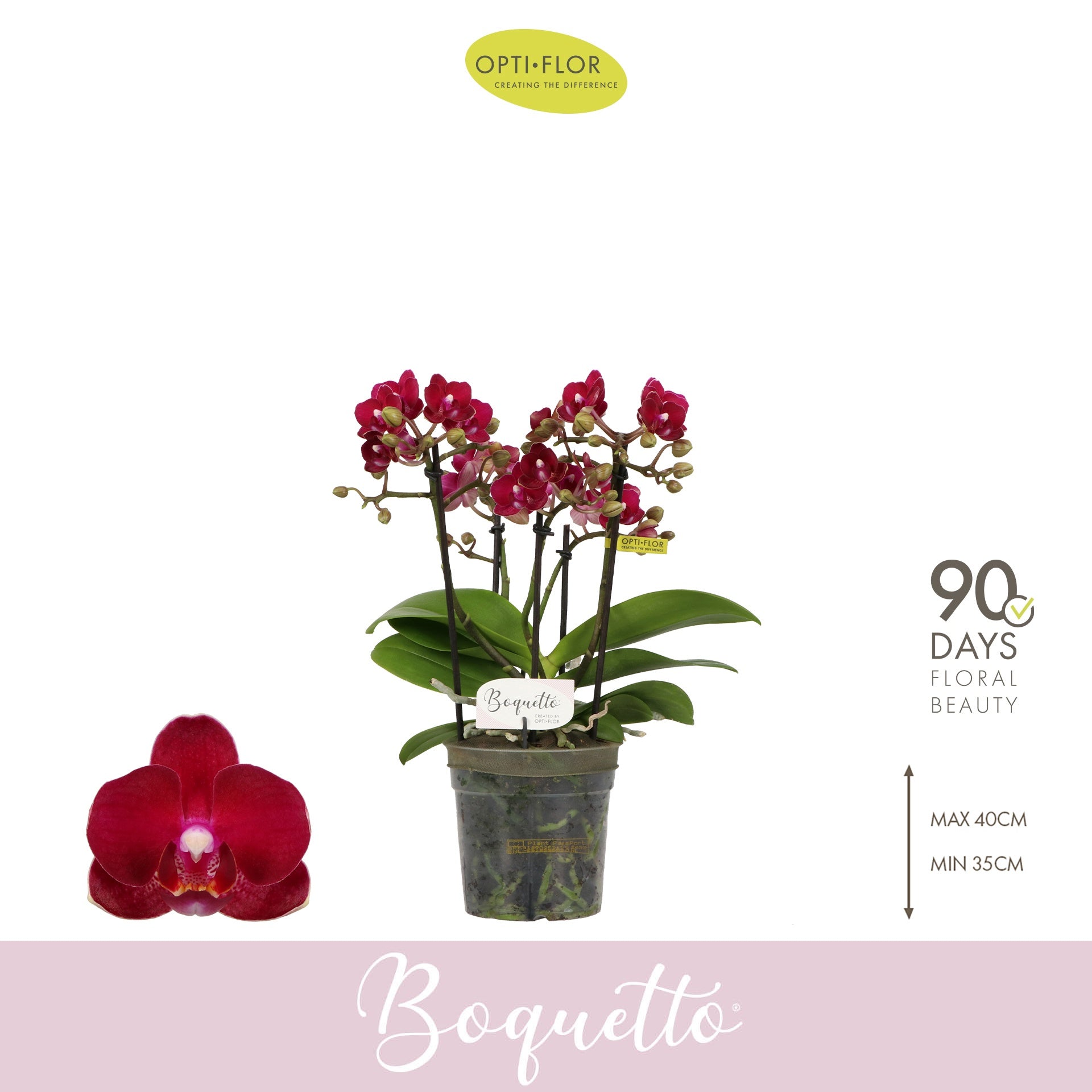 Phalaenopsis Boquetto Temptation 35cm 12cm Pot