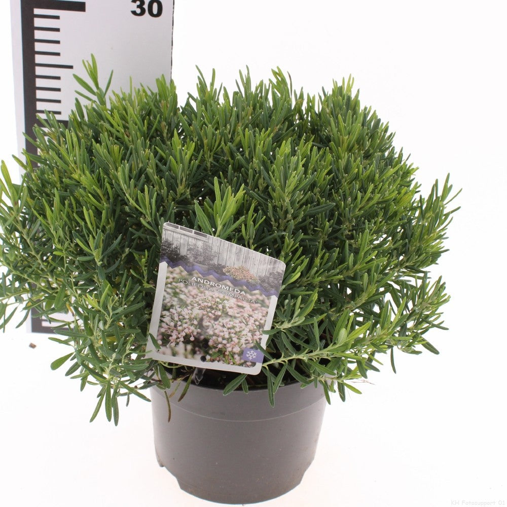 Andromeda polifolia 15cm 17cm Pot