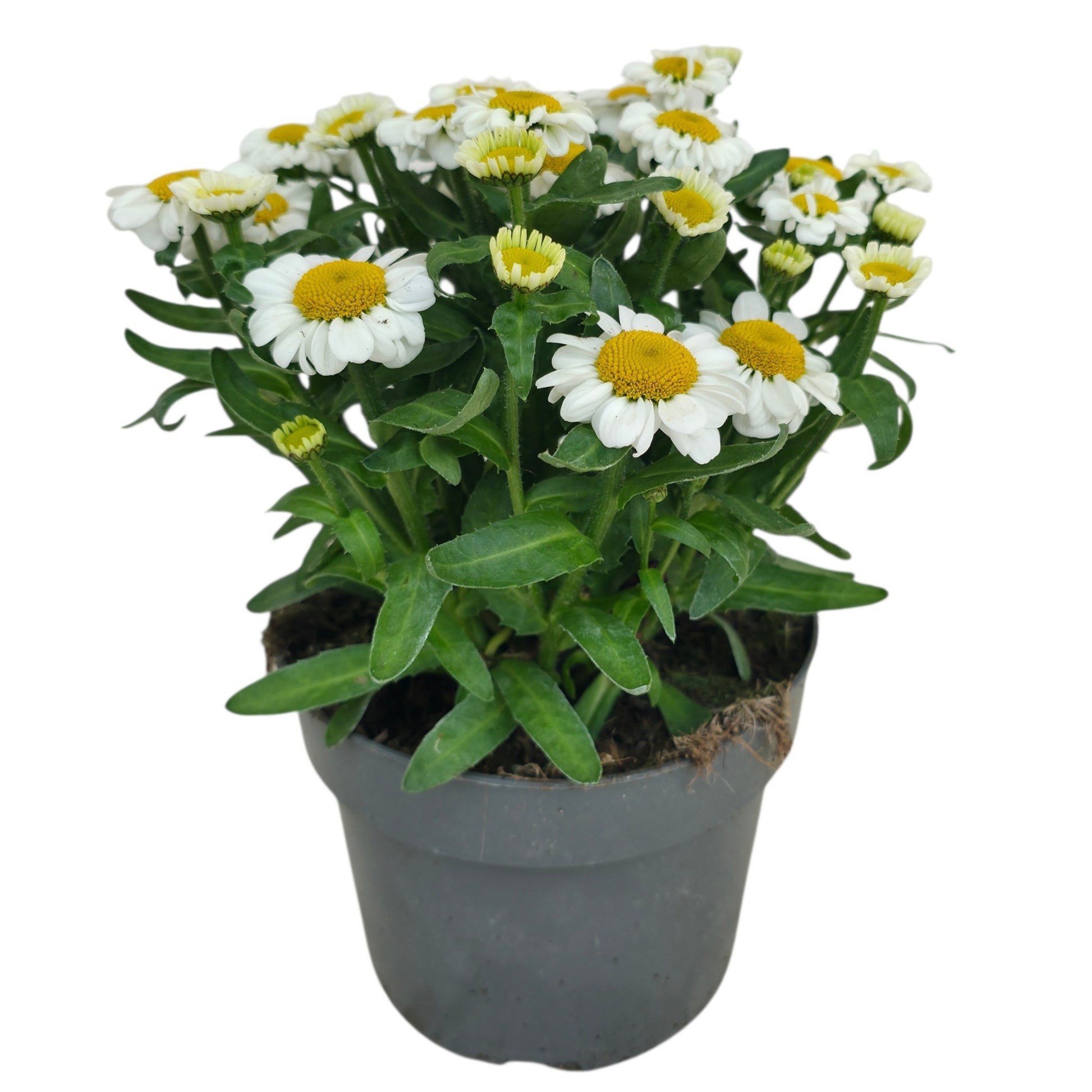 Leucanthemum Sweet Daisy Jane 40cm 17cm Pot