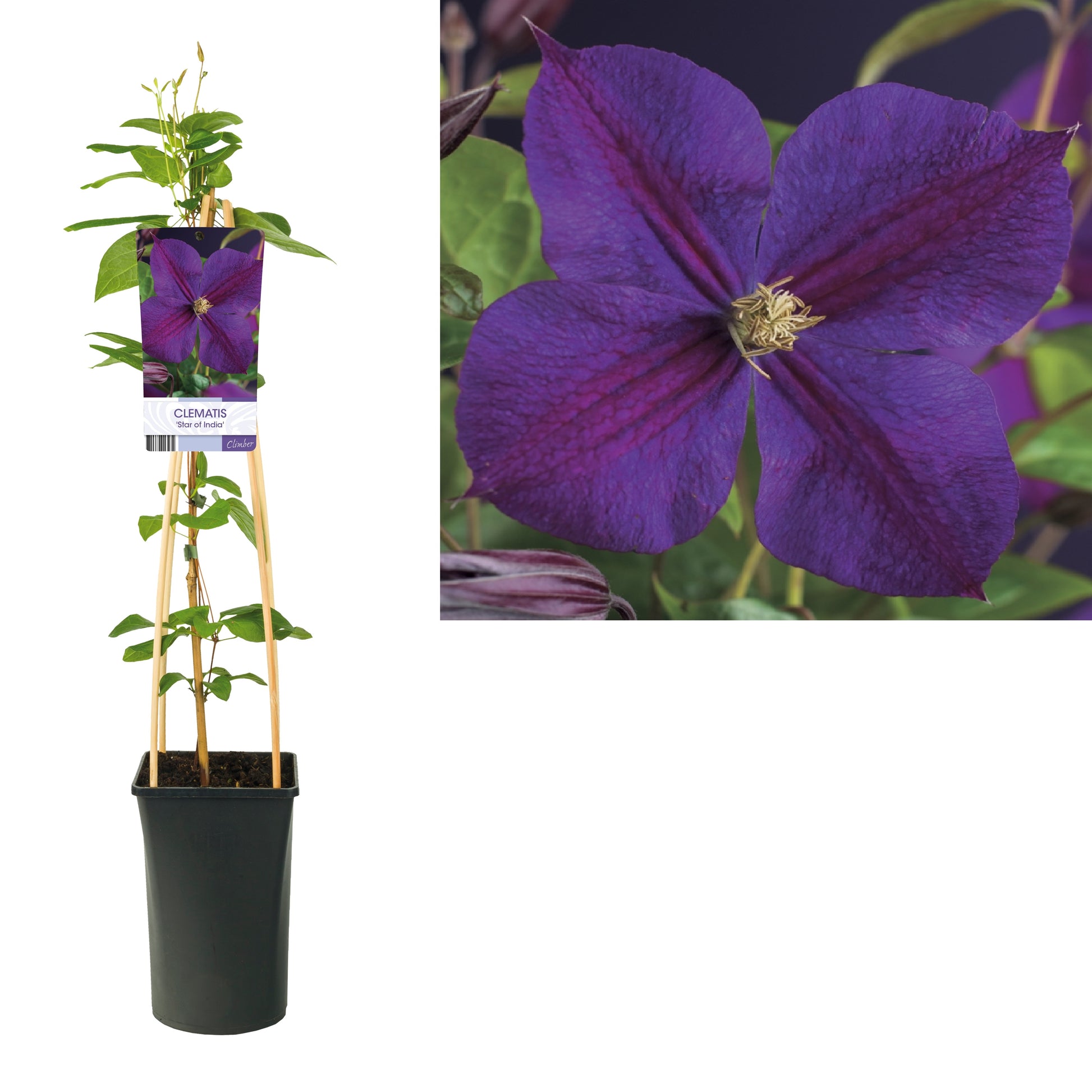 Clematis Star of India 75cm 17cm Pot