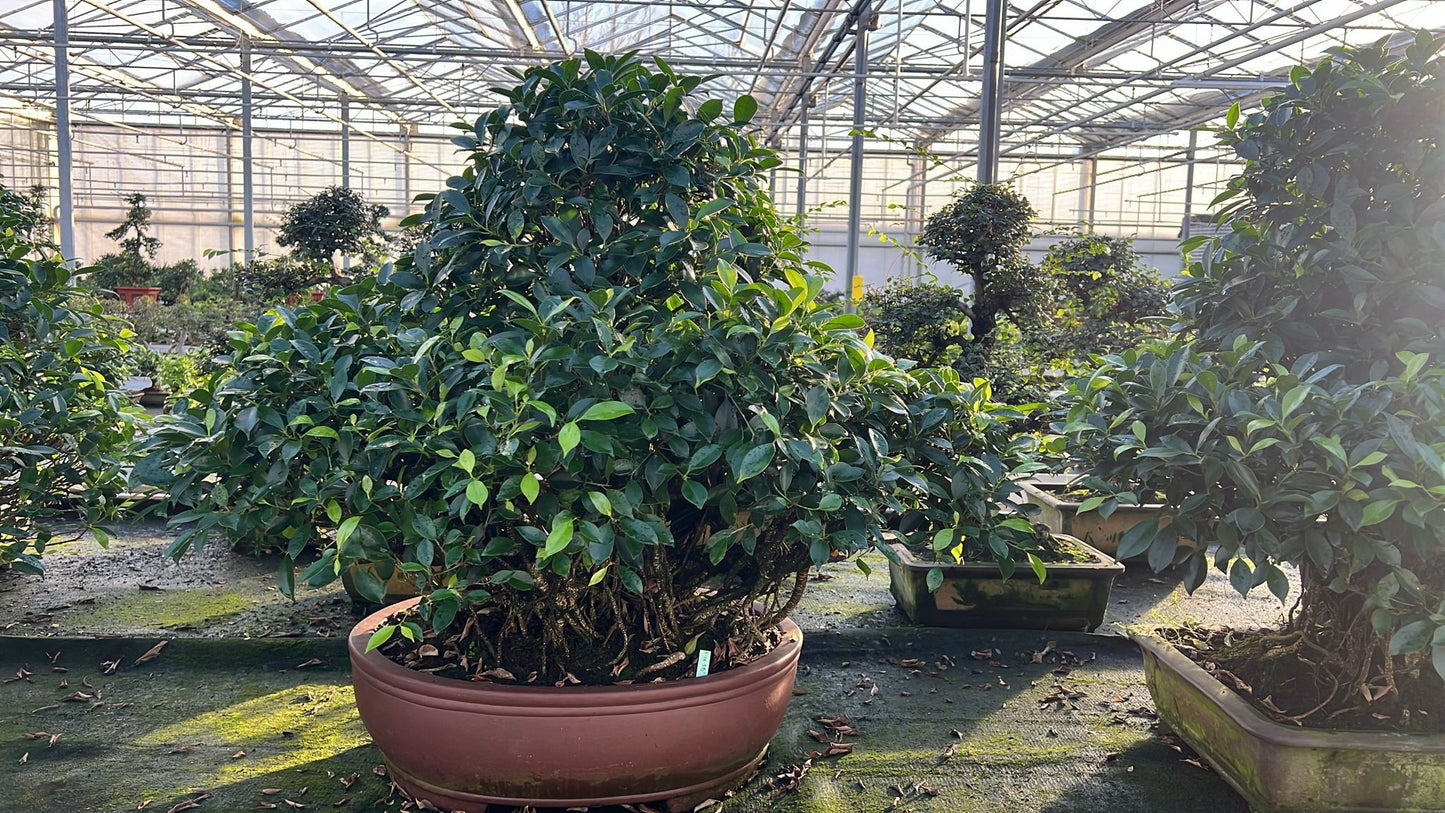 Bonsai Mix 100cm 59cm Pot
