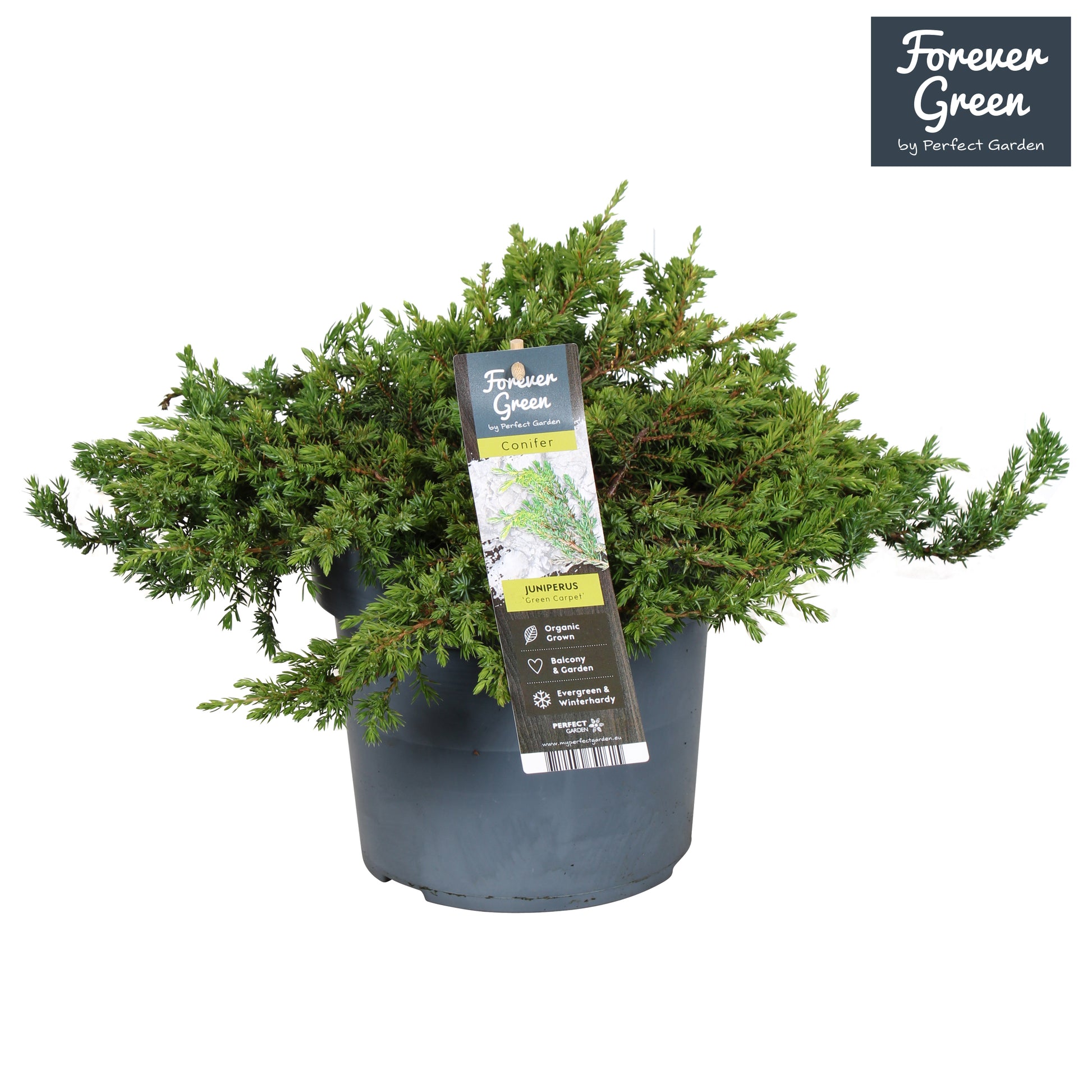 Juniperus Green Carpet 50cm 19cm Pot