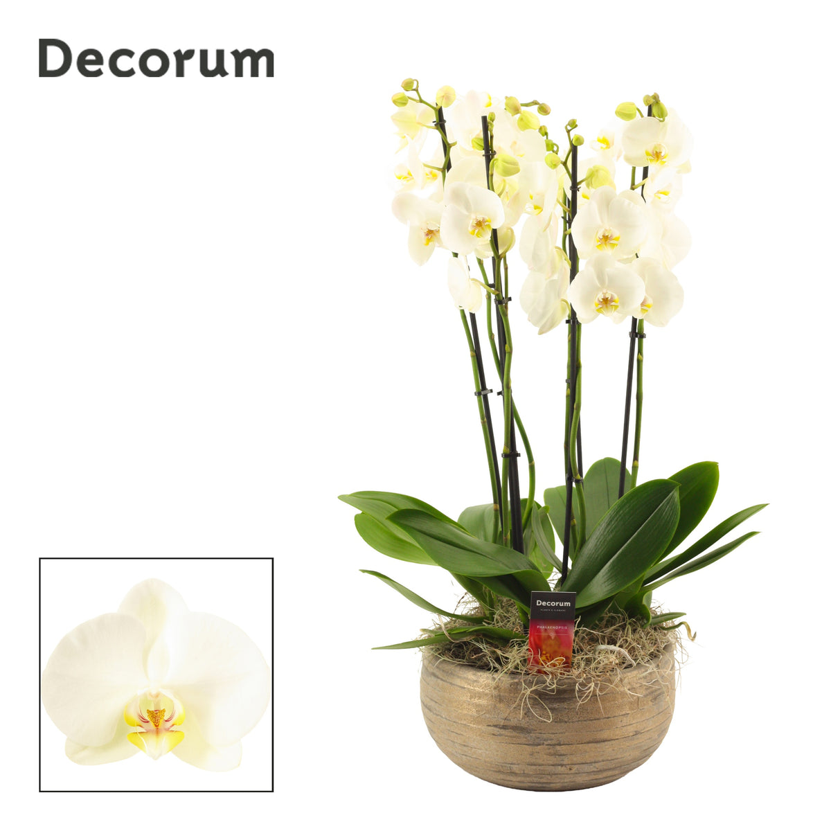Phalaenopsis white 65cm 27cm Pot