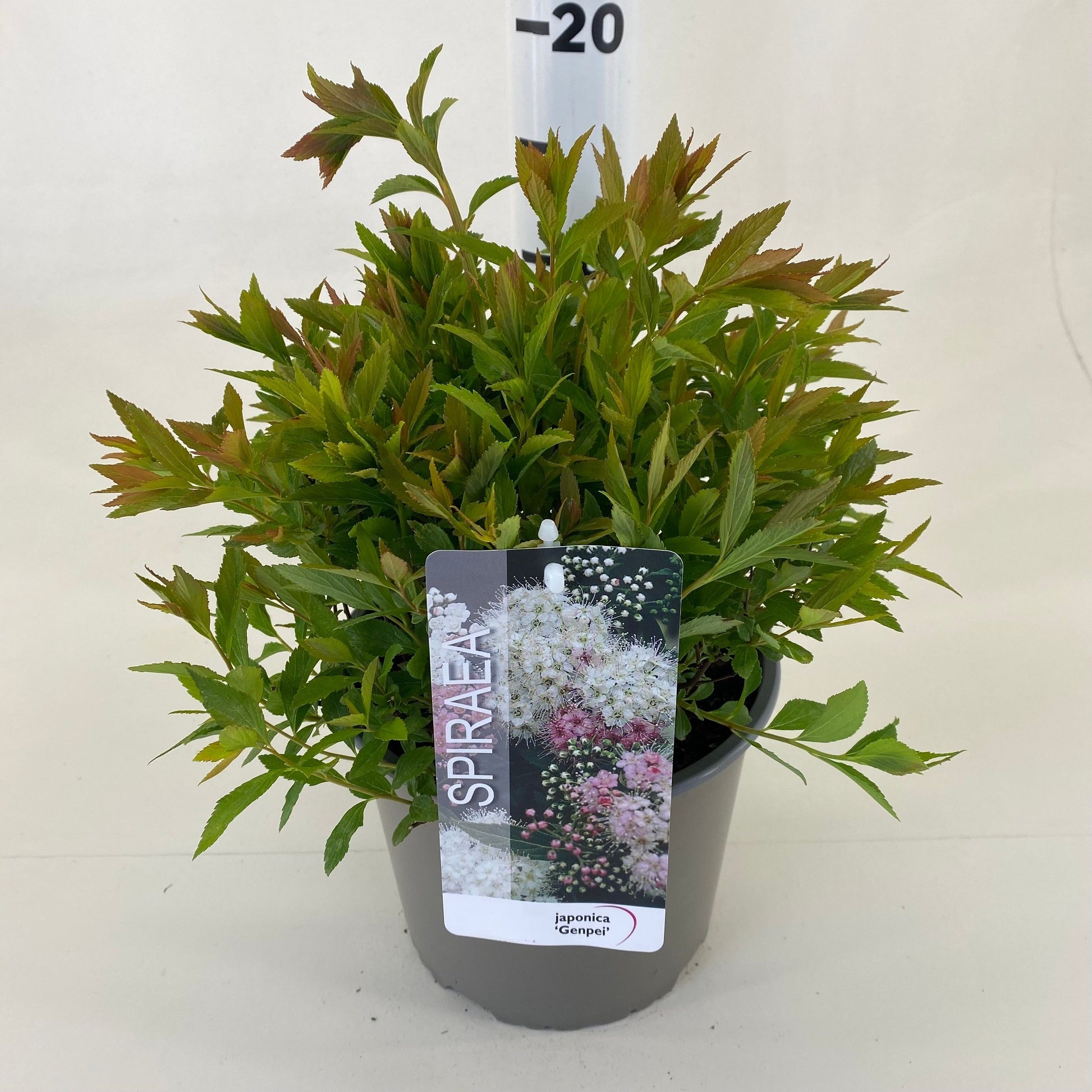 Spiraea japonica Genpei 20cm 19cm Pot