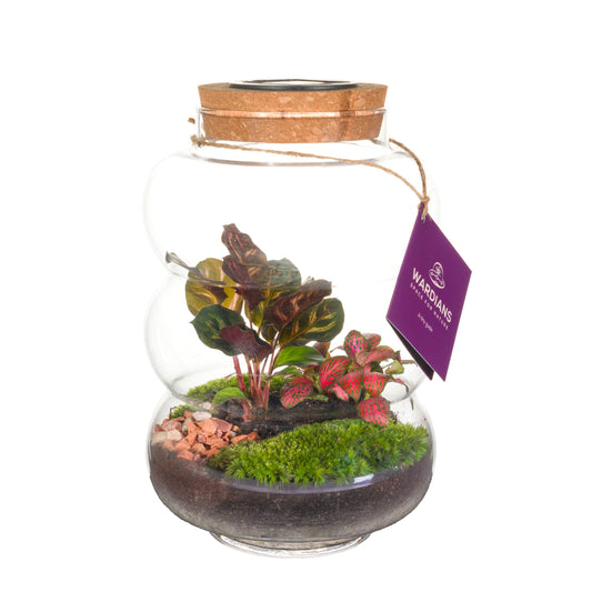 Wardians Wardians Terrarium - Pluto medium + LED (solar panel) Pack of 3