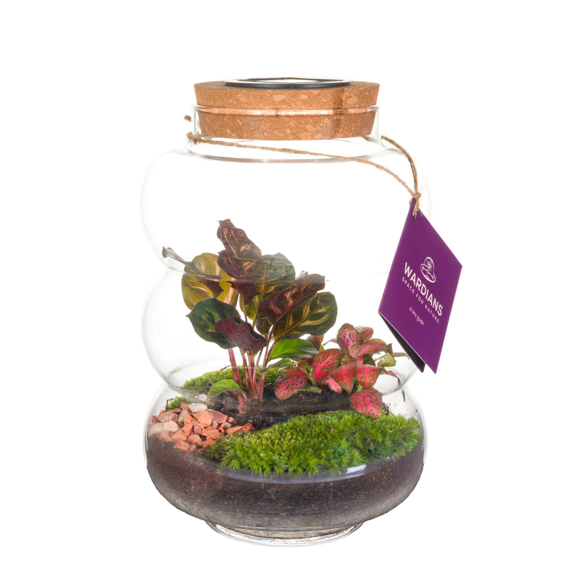 Wardians Wardians Terrarium - Pluto medium + SOLAR (LED rechargeable by solar & USB-C) Pack of 3