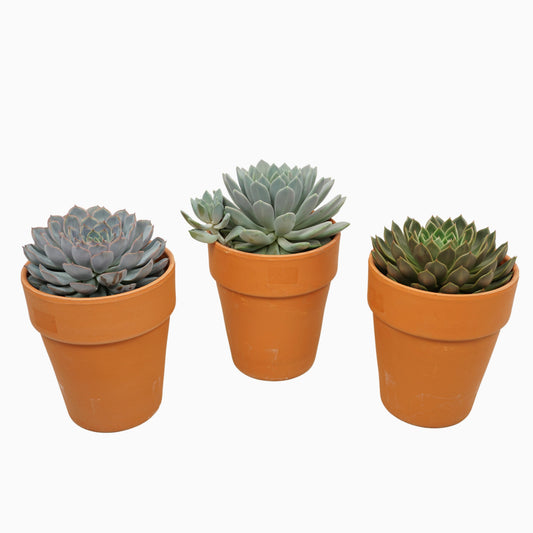 Echeveria mix 30cm 17cm Pot