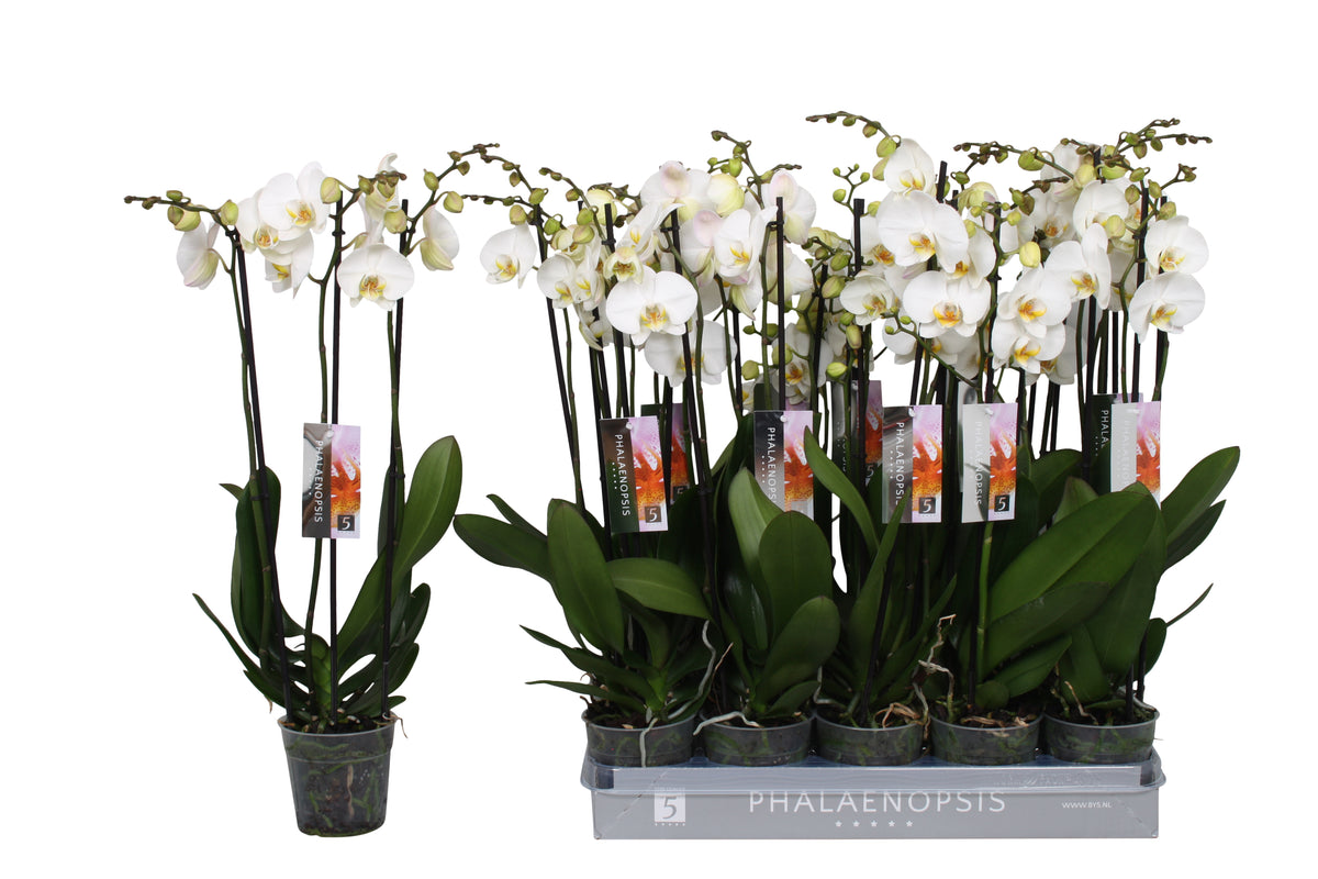 Phalaenopsis white 55cm 12cm Pot