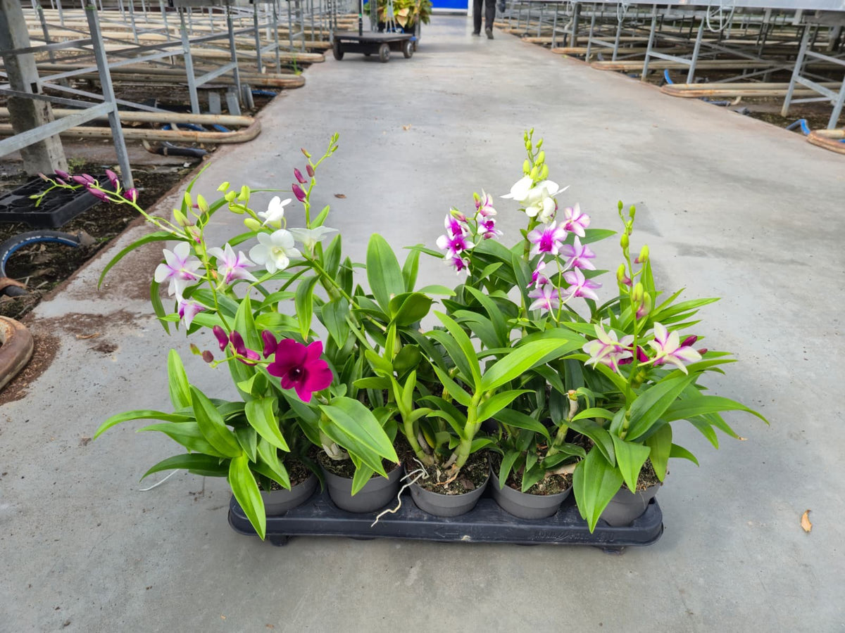 Dendrobium Sa-Nook Carnaval 50cm 12cm Pot