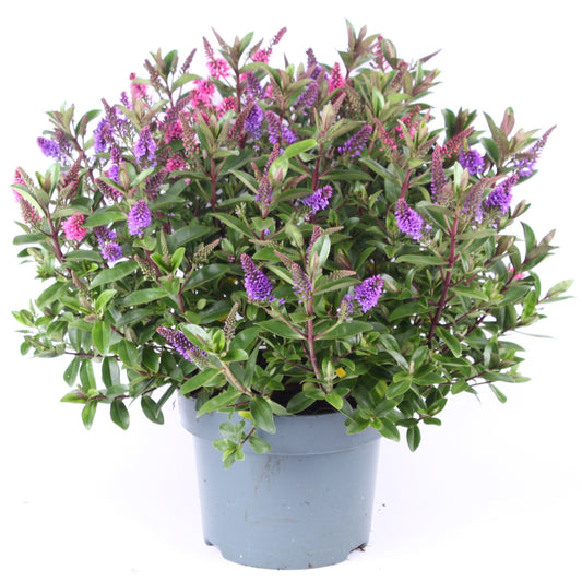 Hebe Addenda mix 45cm 23cm Pot