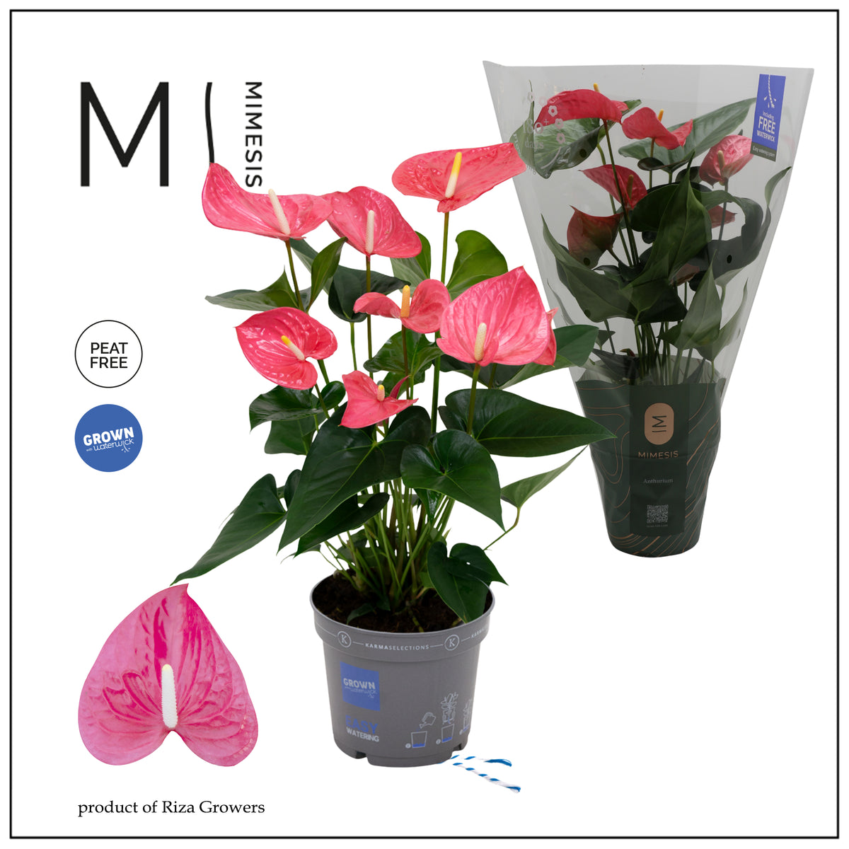 Anthurium Maine 65cm 17cm Pot