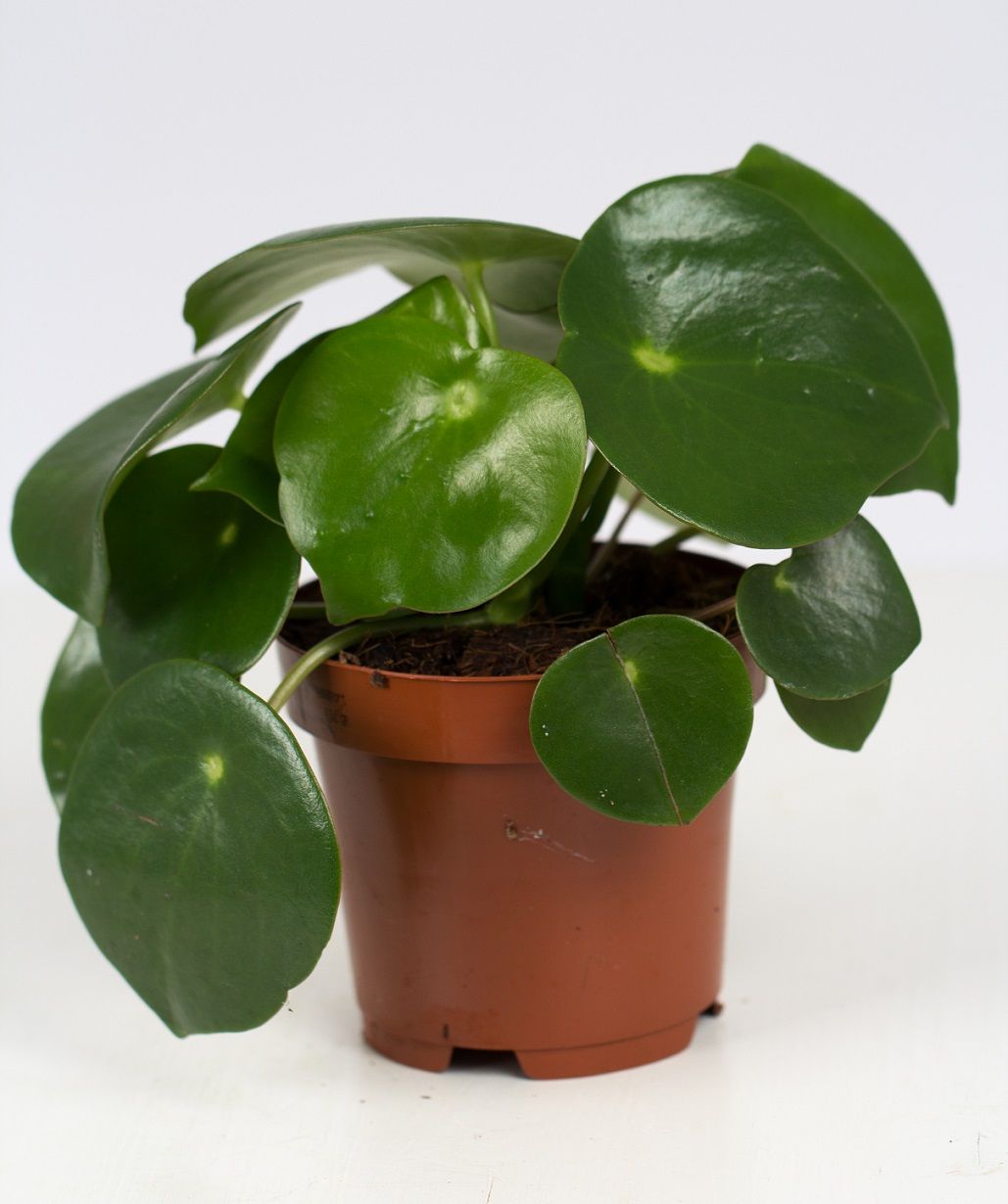 Peperomia Raindrop 25cm 12cm Pot