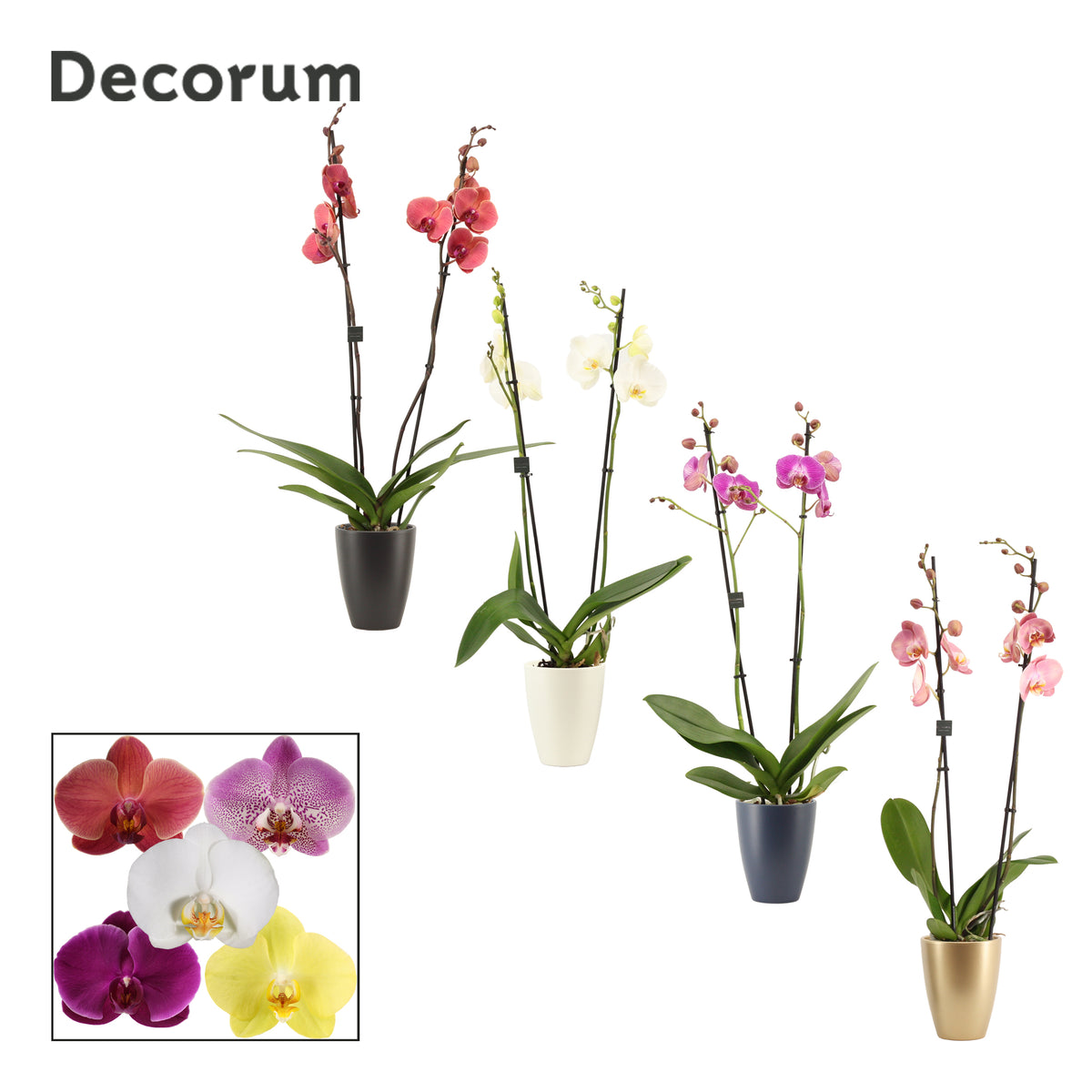 Phalaenopsis mix 65cm 12cm Pot