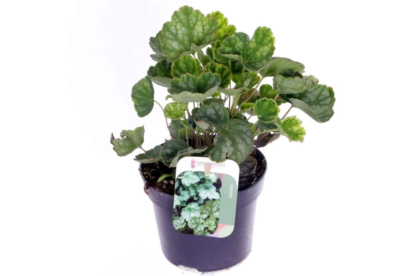 Noordpoel BV, Kw. de Heuchera Dale Pack of 8