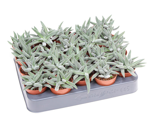 Crassula Silver 10cm 505cm Pot