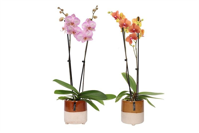 Phalaenopsis mix 55cm 12cm Pot