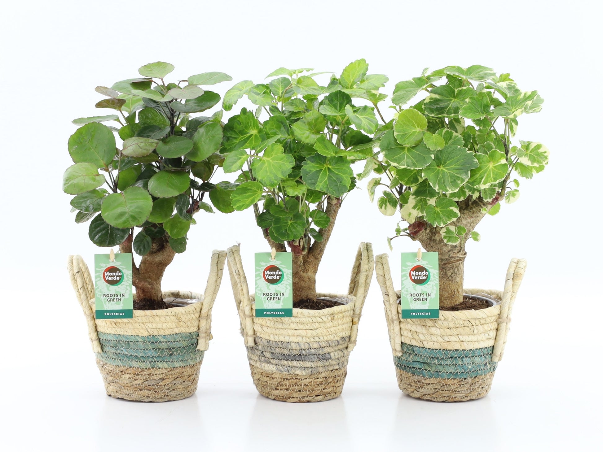 Polyscias mix 40cm 14cm Pot
