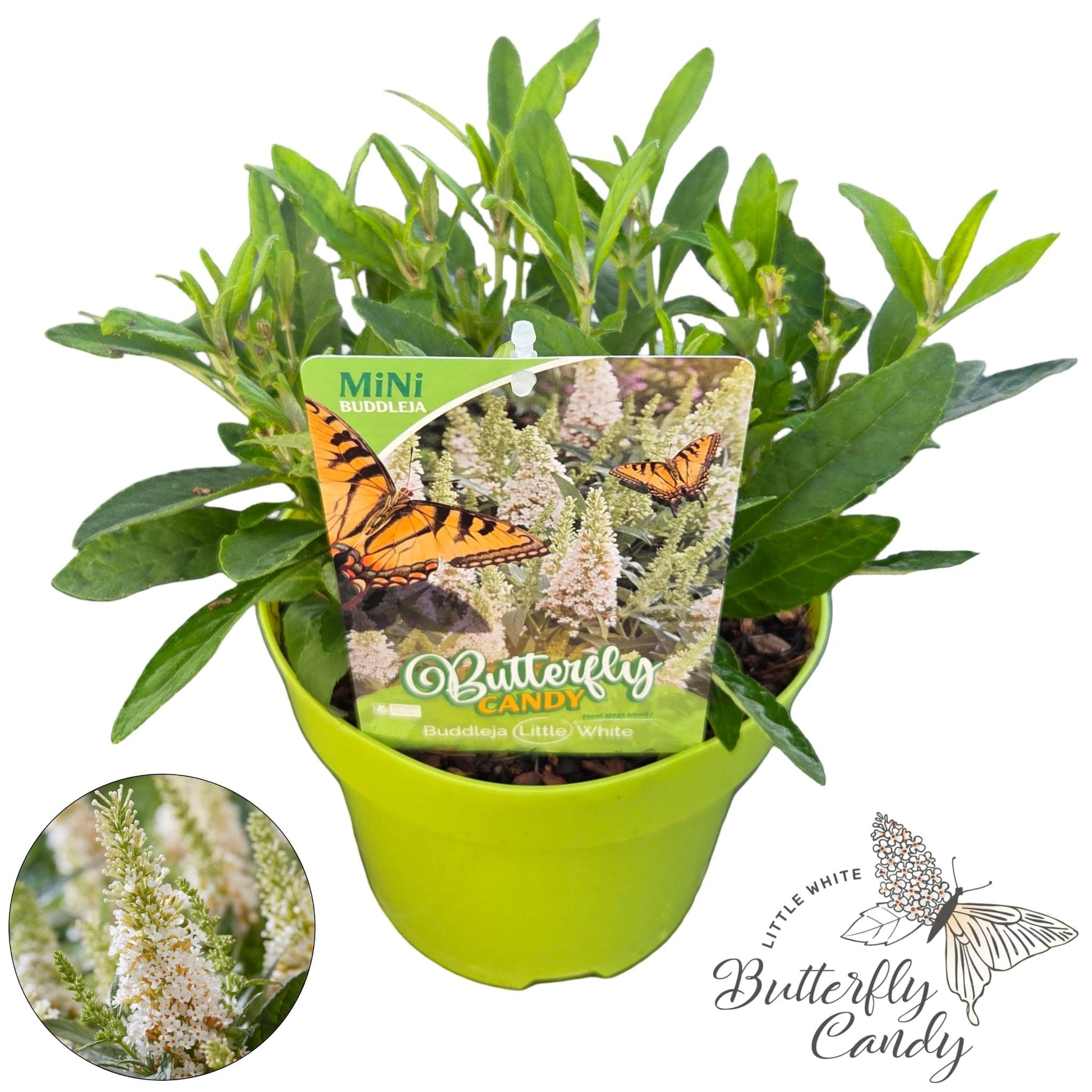 Buddleja Butterfly Candy Little White 40cm 19cm Pot