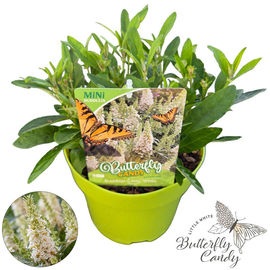 Buddleja Butterfly Candy Little White 40cm 19cm Pot
