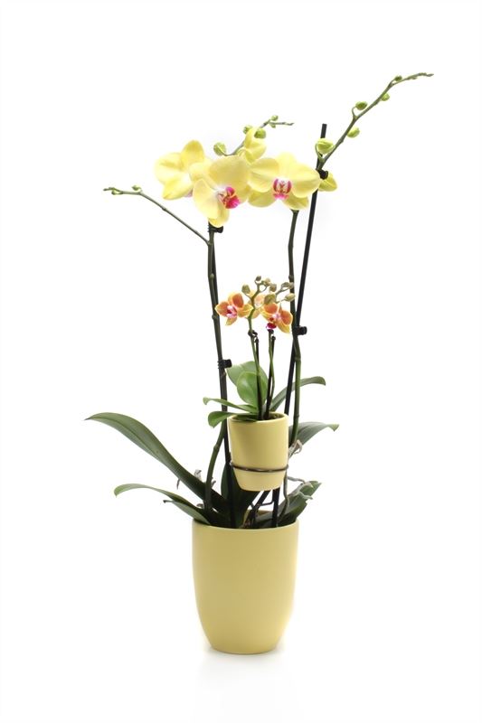 Phalaenopsis yellow 60cm 12cm Pot