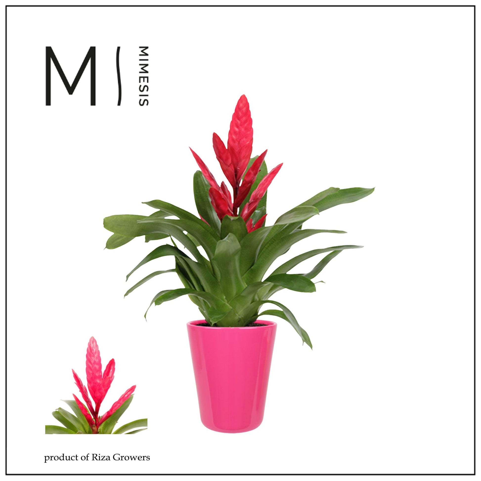 Riza Bromelia Specialist Vriesea Intenso Pink Pack of 6