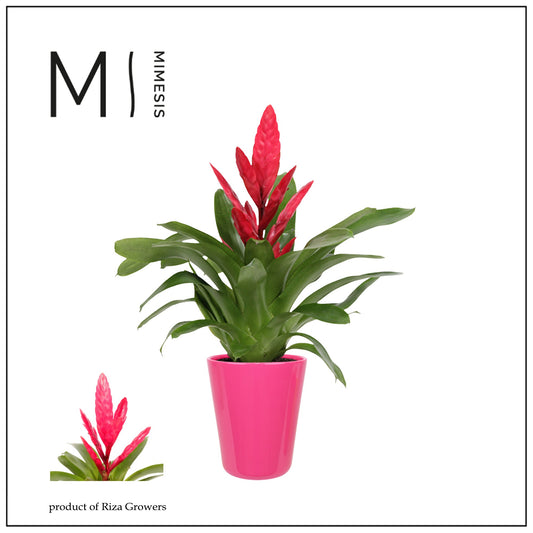 Vriesea Intenso Pink 42cm 12cm Pot
