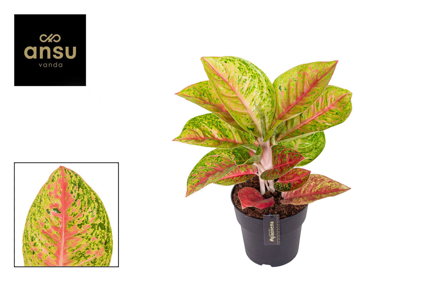 Aglaonema Crimson Love 40cm 19cm Pot