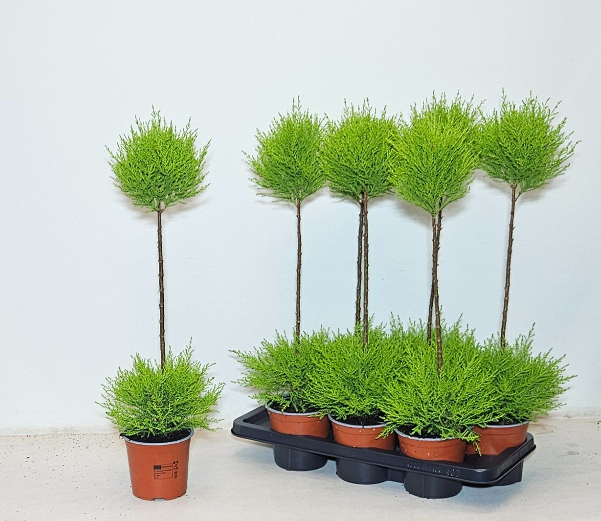 Cupressus Goldcrest standard 70cm 14cm Pot