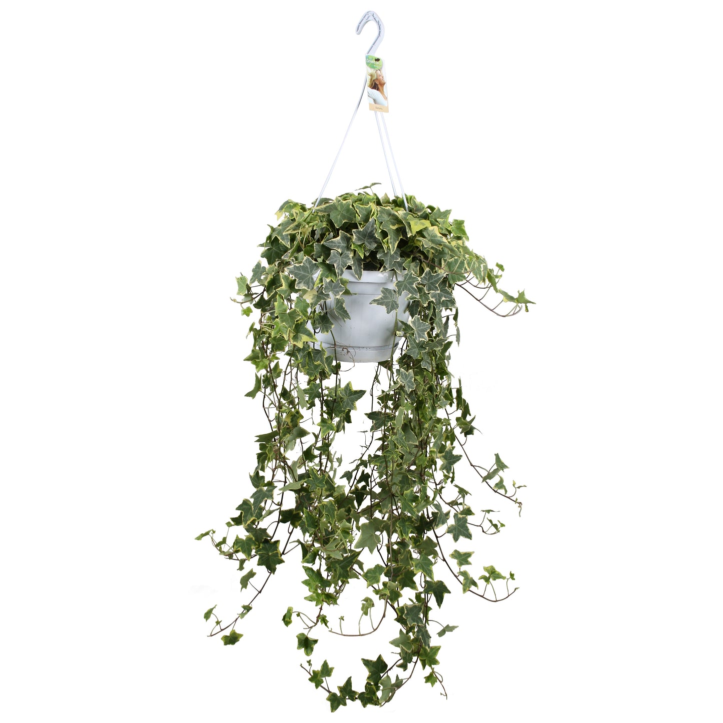 Vireo-Hedera plant BV Hedera helix mix Pack of 1
