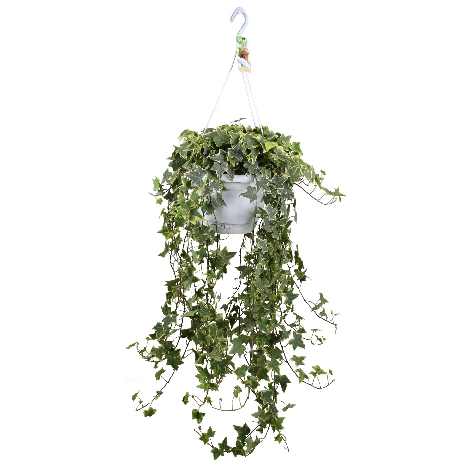 Vireo-Hedera plant BV Hedera helix mix Pack of 1
