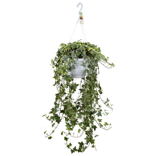 Vireo-Hedera plant BV Hedera helix mix Pack of 1