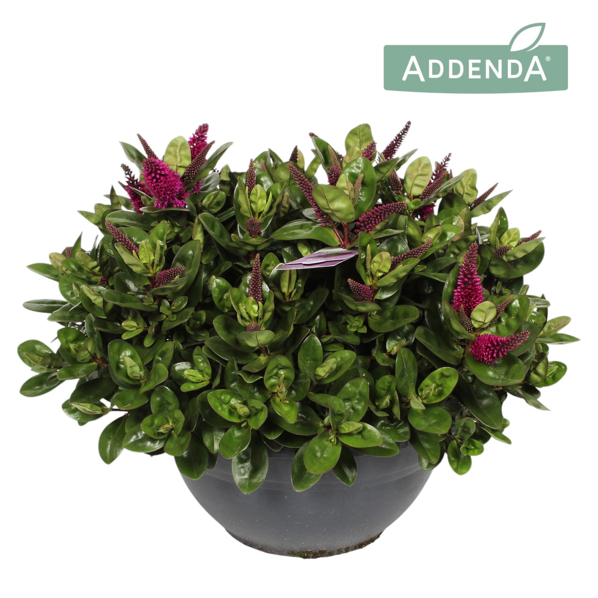 Hebe Hebedonna Alina 35cm 30cm Pot