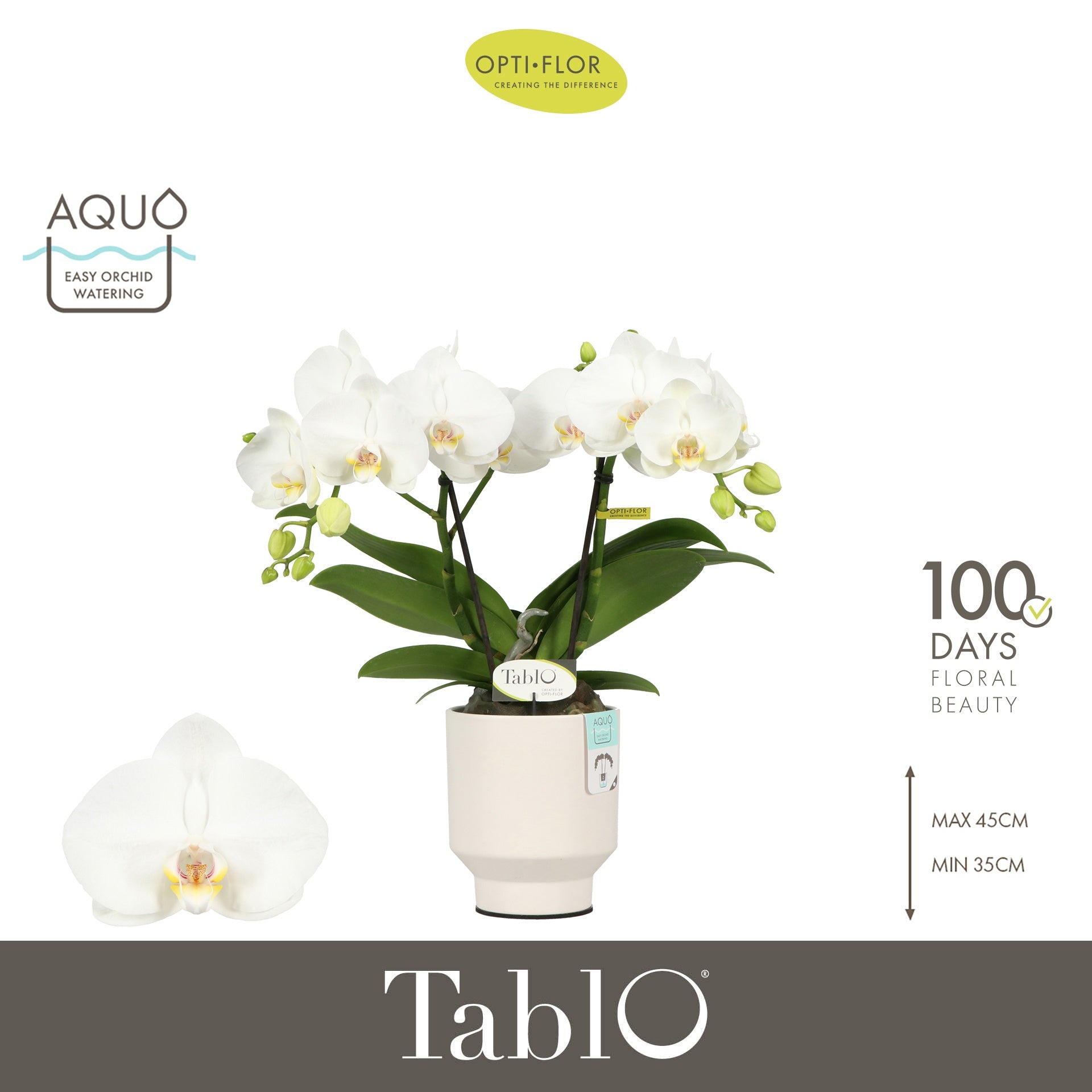 Phalaenopsis white 40cm 12cm Pot