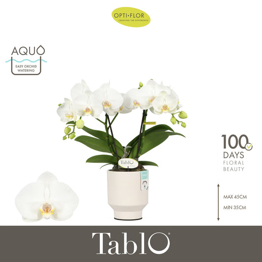 Phalaenopsis white 40cm 12cm Pot