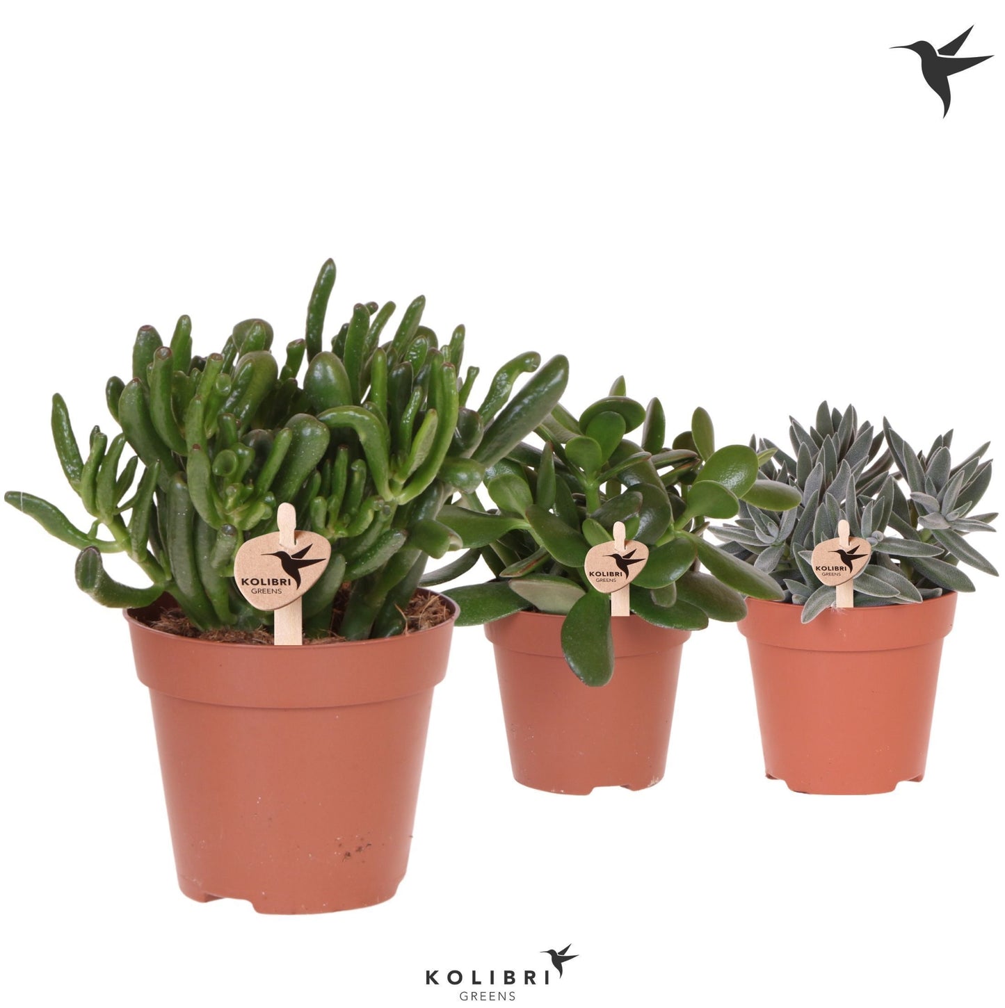 Crassula mix 26cm 12cm Pot