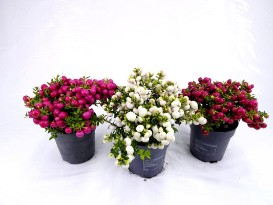 Gaultheria mucronata 15cm 10.5cm Pot