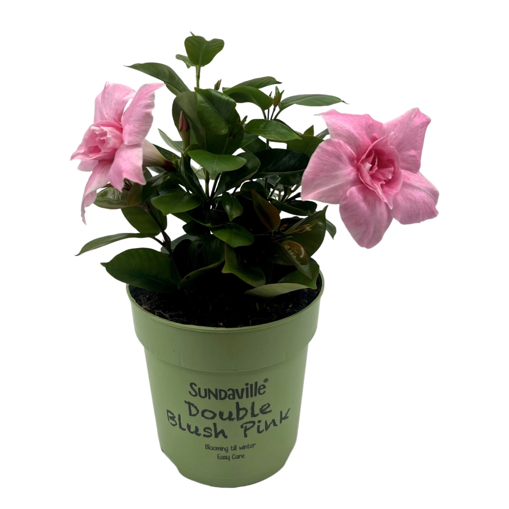 Beauty Plants Mandevilla Double Blush Pink Pack of 10