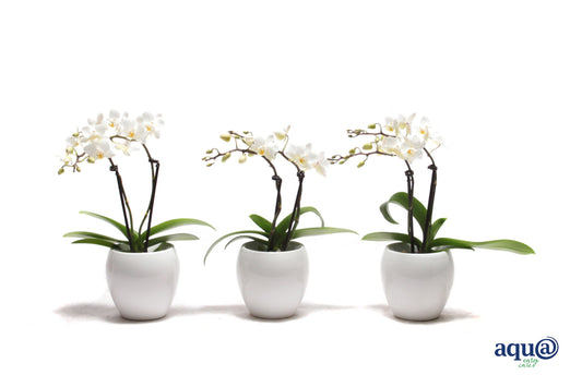 Phalaenopsis hybrid 17cm 6cm Pot