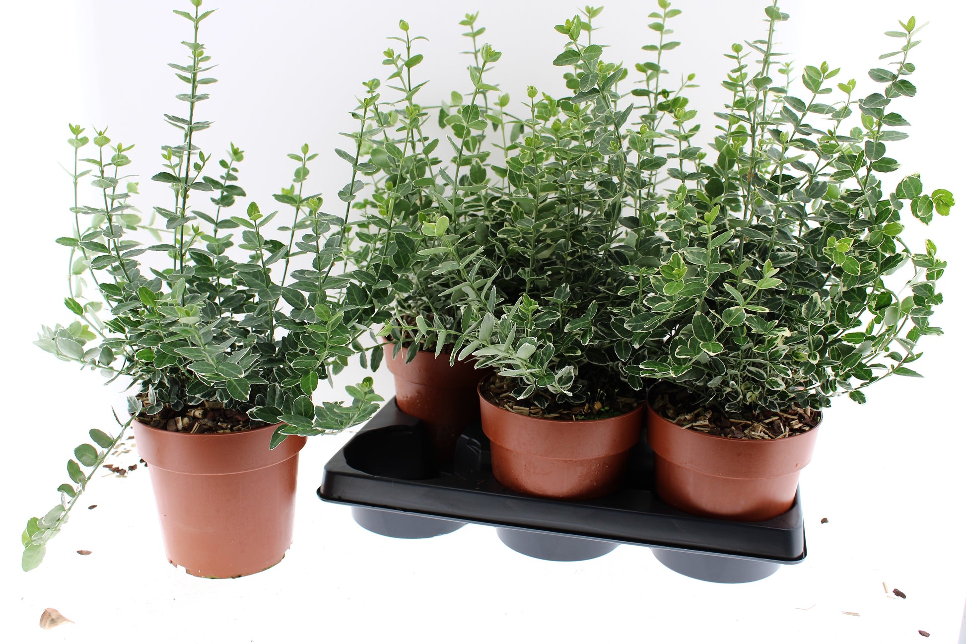 Euonymus Emerald Gaiety 40cm 15cm Pot