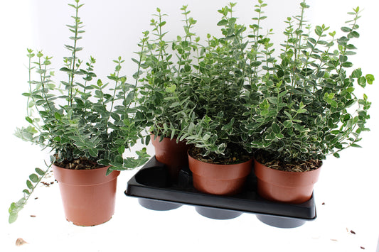 Euonymus Emerald Gaiety 40cm 15cm Pot