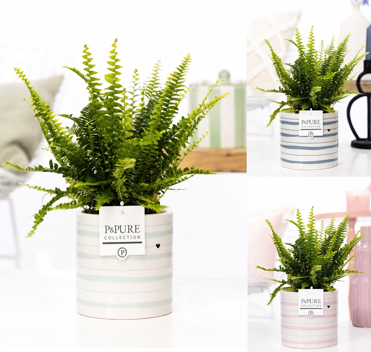 Nephrolepis Green Lady 35cm 12cm Pot
