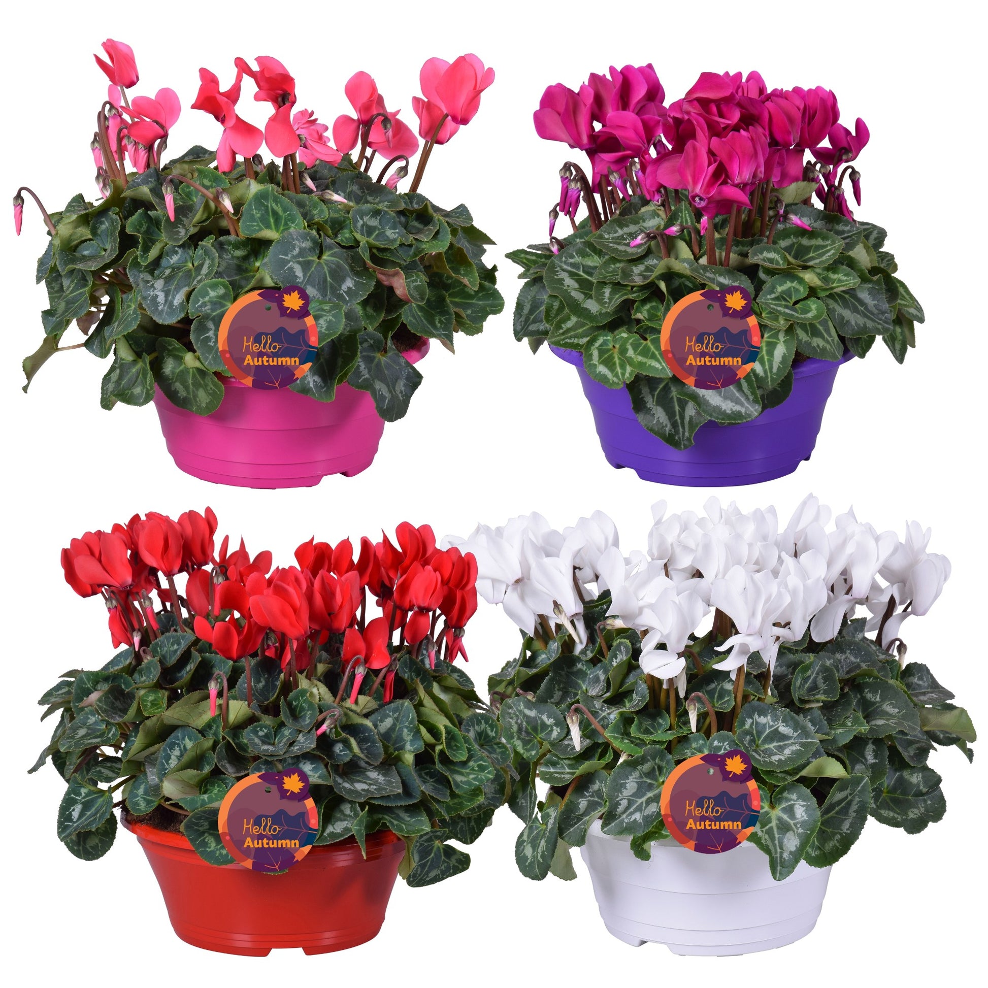 Adrichem Potplanten Cyclamen Allure mix Pack of 3