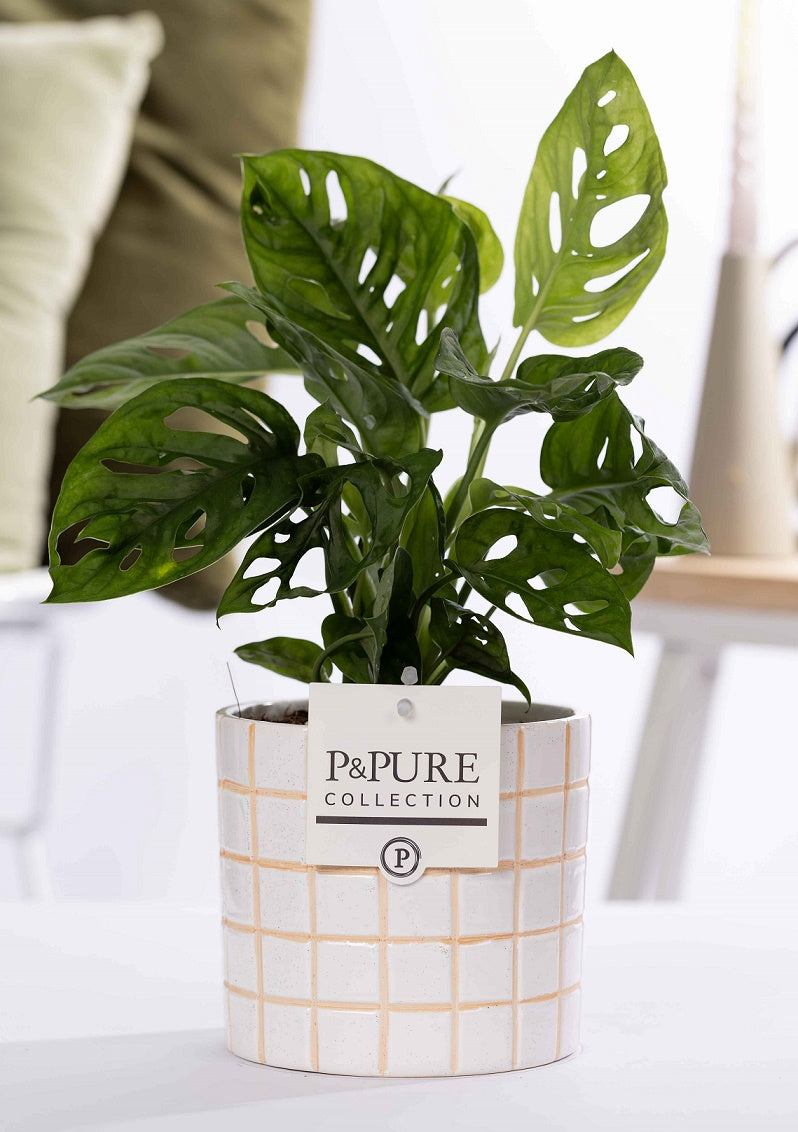 Monstera adansonii 20cm 12cm Pot