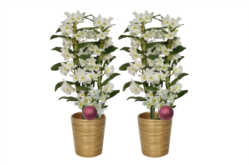Dendrobium Apollon 50cm 12cm Pot