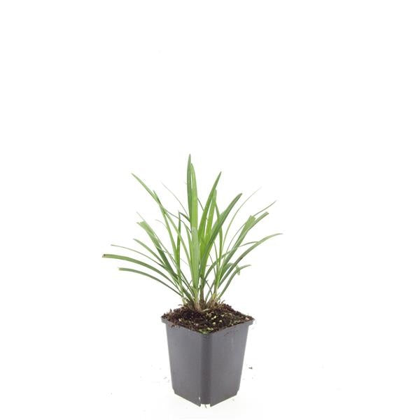 Boer, W.T.M. de Liriope mus. Ingwersen Pack of 12