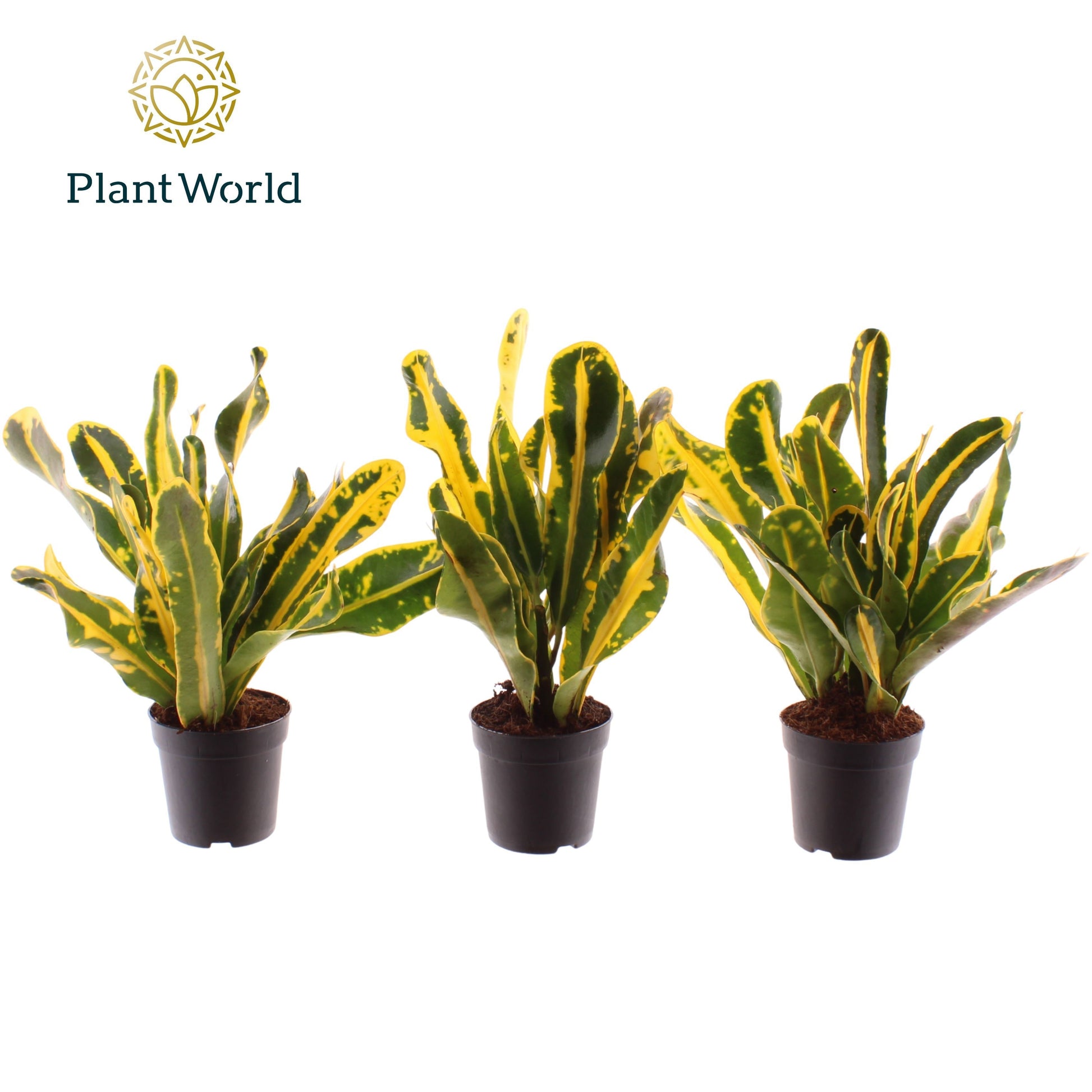 Codiaeum Mammi 25cm 7cm Pot