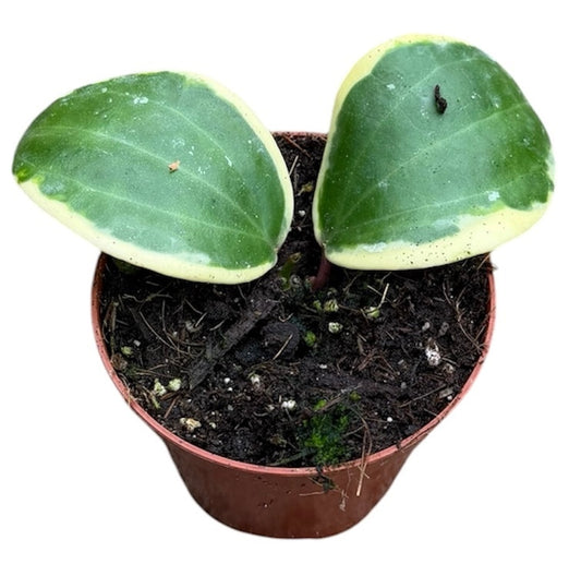 Hoya australis 10cm 8cm Pot