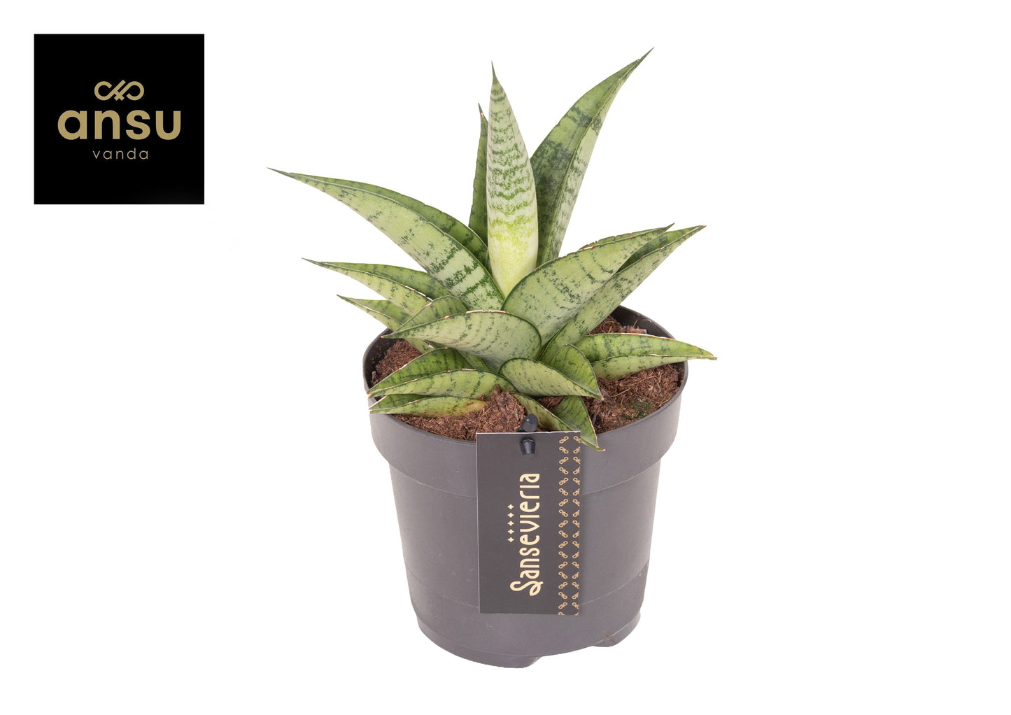 Ansu Sansevieria cylindrica Pack of 10