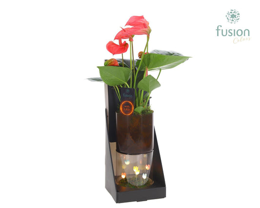 Glas tube Led planter groot met Anthurium 43cm 11cm Pot