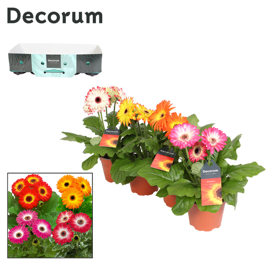 Gerbera mix 20cm 12cm Pot